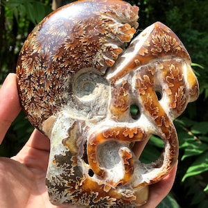 Fine polishing Ammonite Can stand up/Whole Ammonite Fossil/Authentic Ammonite Fossil/Prehistoric Fossil/Nautilus Shell/Healing fossil/gift