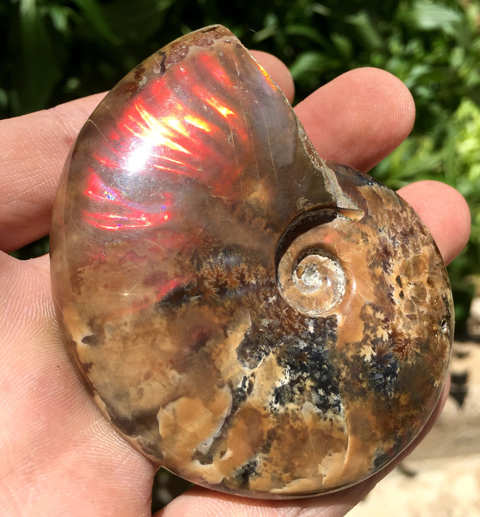 ammonite sex ammonite sex