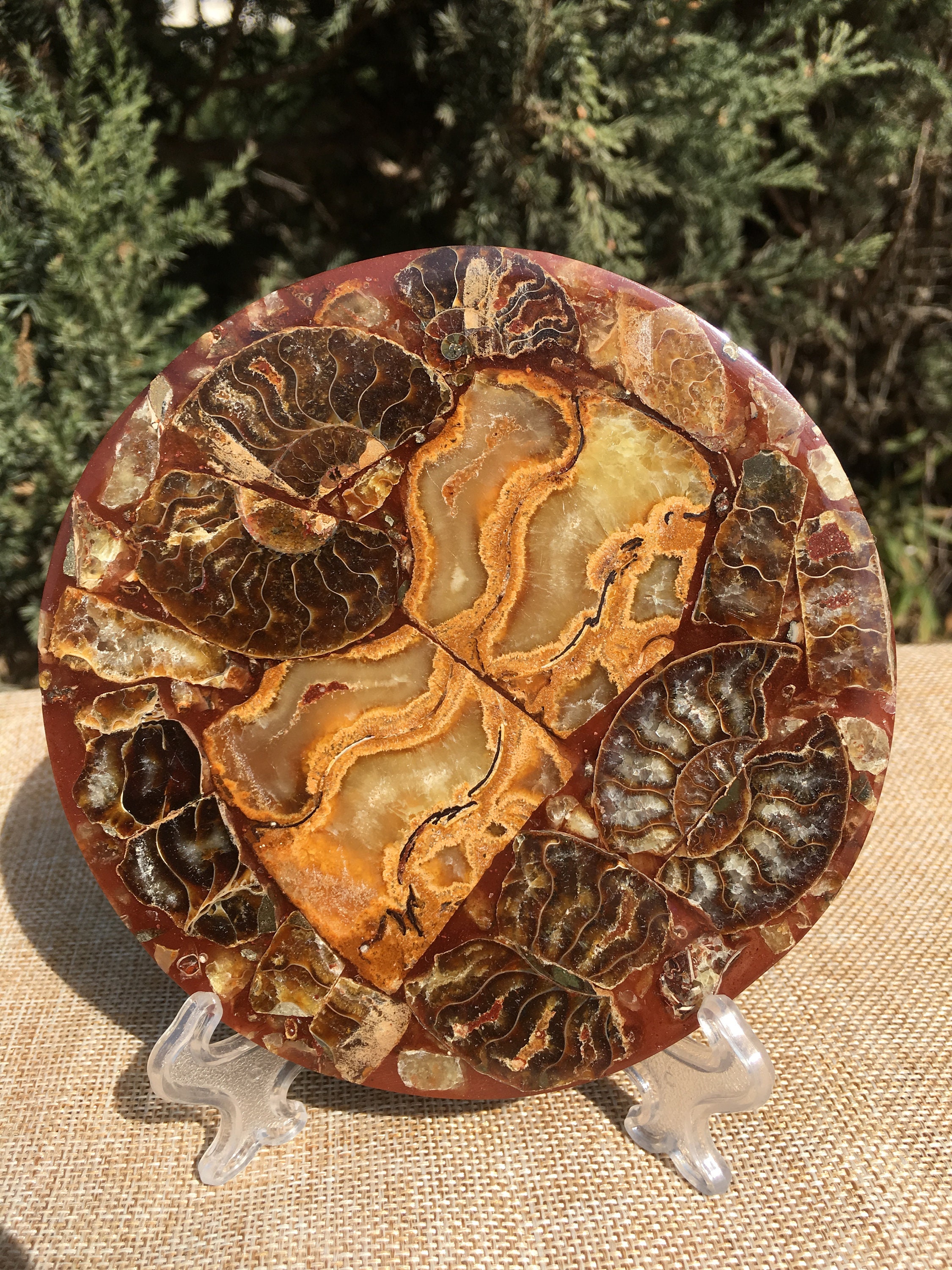 アンモナイトの殻 ジュラ紀の化石ディスク ハーフカット