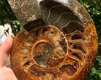 May include: A fossilized ammonite with a spiral shell. The shell is a mix of brown, orange, and green colors with a iridescent sheen. The ammonite is a natural specimen.