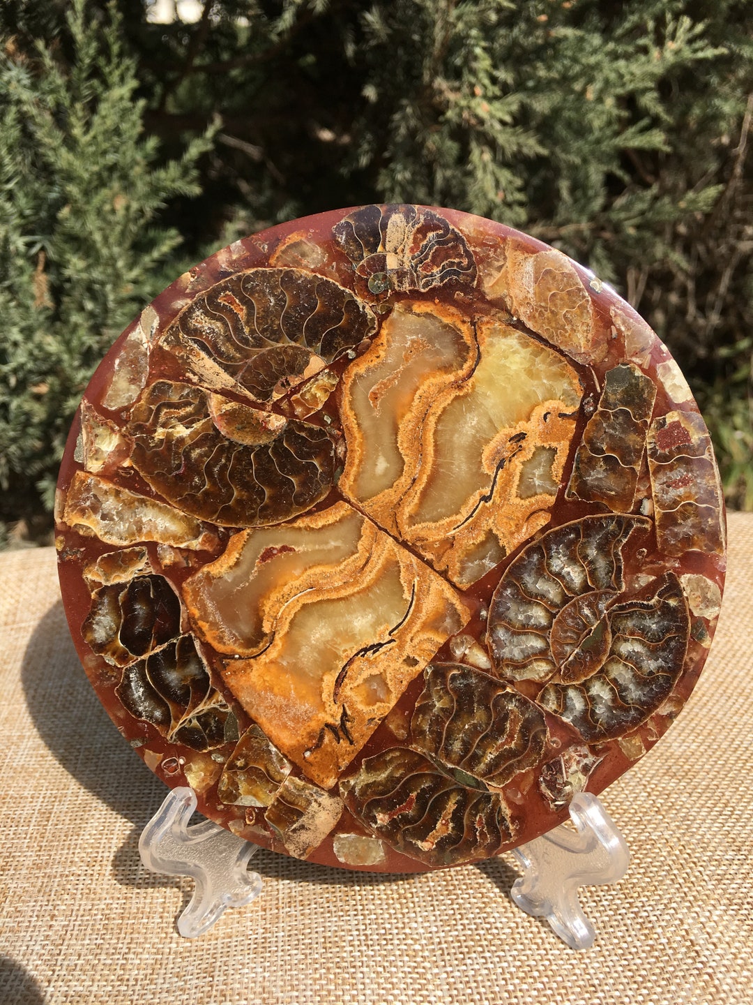 アンモナイトの殻 ジュラ紀の化石ディスク ハーフカット