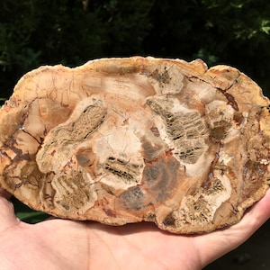 grande pierre de bois pétrifiée/tranche de bois pétrifiée/dalle fossile de bois/spécimen minéral/bois fossilisé/cristaux et pierres de guérison/Pierre d&#39;énergie
