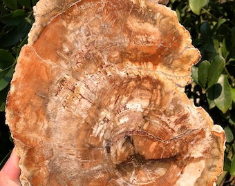 May include: A large, round, fossilized piece of petrified wood with a brown, white, and orange color pattern. The wood has a natural, polished finish.