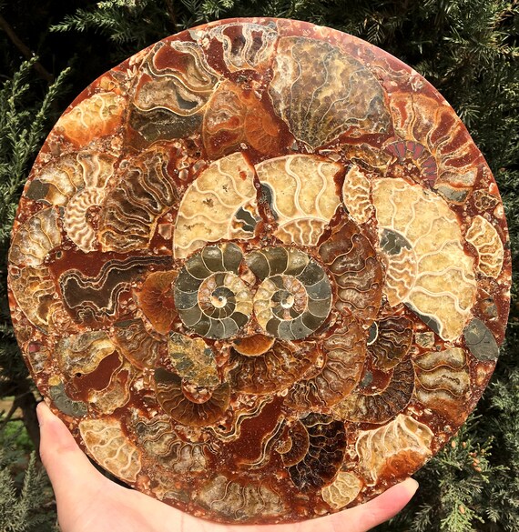 アンモナイト化石 マダガスカル産　ジュラ紀 アンモナイトの殻 ジュラ紀の化石ディスク ハーフカット