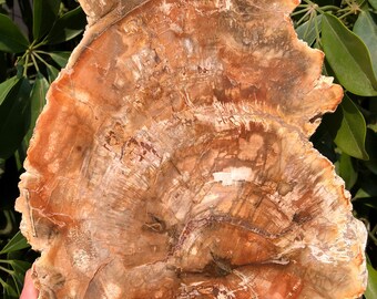 large Petrified Wood Stone/petrified wood slice/Wood fossil slab/mineral specimen/fossilized wood/healing crystals and stones/Energy stone