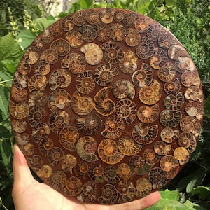 Ammonite Shell Jurassic Fossil Disk Half CUT / from Madagascar/110 million year old fossil Dinosaur /Feng Shui/fossils/healing crystals