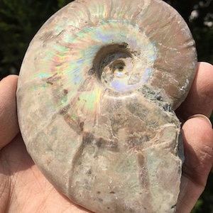 Large Iridescent Ammonite Fossil/pristine ammonite/original ammonite/natural ammonite/fossils/healing crystals/reiki healing/Madagascar