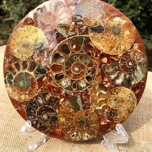 Peut inclure: Une plaque ronde de fossiles polie avec de multiples fossiles d'ammonites dans des tons de brun, d'or et de vert. Les ammonites sont disposées en cercle, créant une pièce visuellement attrayante et unique.