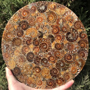 May include: A round, decorative plate made of fossilized ammonites. The plate is a light brown color with a variety of shades and patterns. The ammonites are arranged in a circular pattern, creating a unique and eye-catching design.