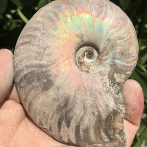 Large Iridescent Ammonite Fossil/pristine ammonite/original ammonite/natural ammonite/fossils/healing crystals/reiki healing/Madagascar