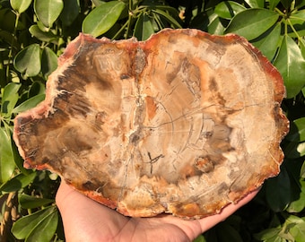 May include: A large, round slice of petrified wood with a natural, brown, tan, and red color pattern. The wood has a smooth, polished surface and shows the rings of the tree.