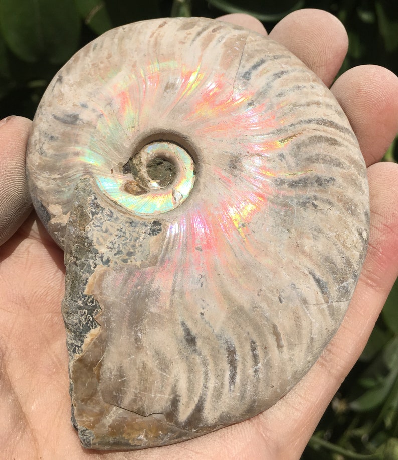 Large Iridescent Ammonite Fossilpristine ammoniteoriginal ammonitenatural ammonitefossilshealing crystalsreiki healingMadagascar