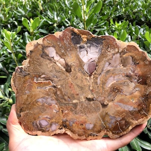large Petrified Wood Stone/petrified wood slice/Wood fossil slab/mineral specimen/fossilized wood/healing crystals and stones/Energy stone