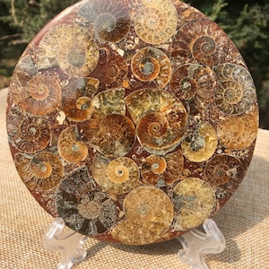 Ammonite Shell Jurassic Fossil Disk Half CUT / from Madagascar/110 million year old fossil Dinosaur /Feng Shui/fossils/healing crystals