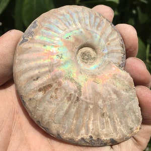 Large Iridescent Ammonite Fossil/pristine ammonite/original ammonite/natural ammonite/fossils/healing crystals/reiki healing/Madagascar