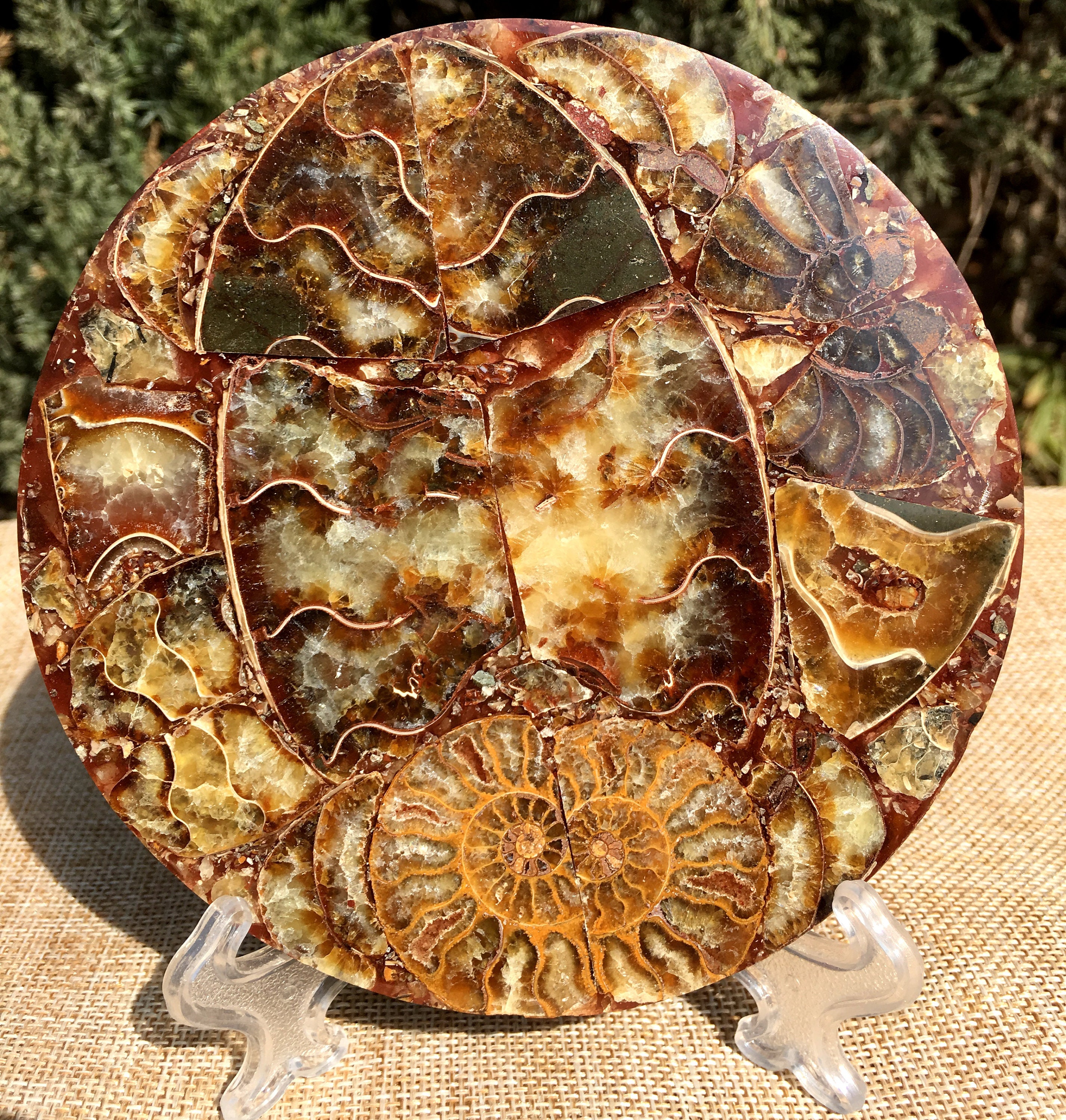 アンモナイトの殻 ジュラ紀の化石ディスク ハーフカット