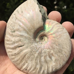 Large Iridescent Ammonite Fossil/pristine ammonite/original ammonite/natural ammonite/fossils/healing crystals/reiki healing/Madagascar