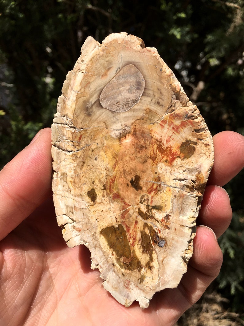 Large Petrified Wood Stone/petrified Wood Slice/wood Fossil Etsy
