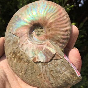 Large Iridescent Ammonite Fossil/pristine ammonite/original ammonite/natural ammonite/fossils/healing crystals/reiki healing/Madagascar