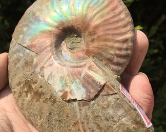 Large Iridescent Ammonite Fossil/pristine ammonite/original ammonite/natural ammonite/fossils/healing crystals/reiki healing/Madagascar