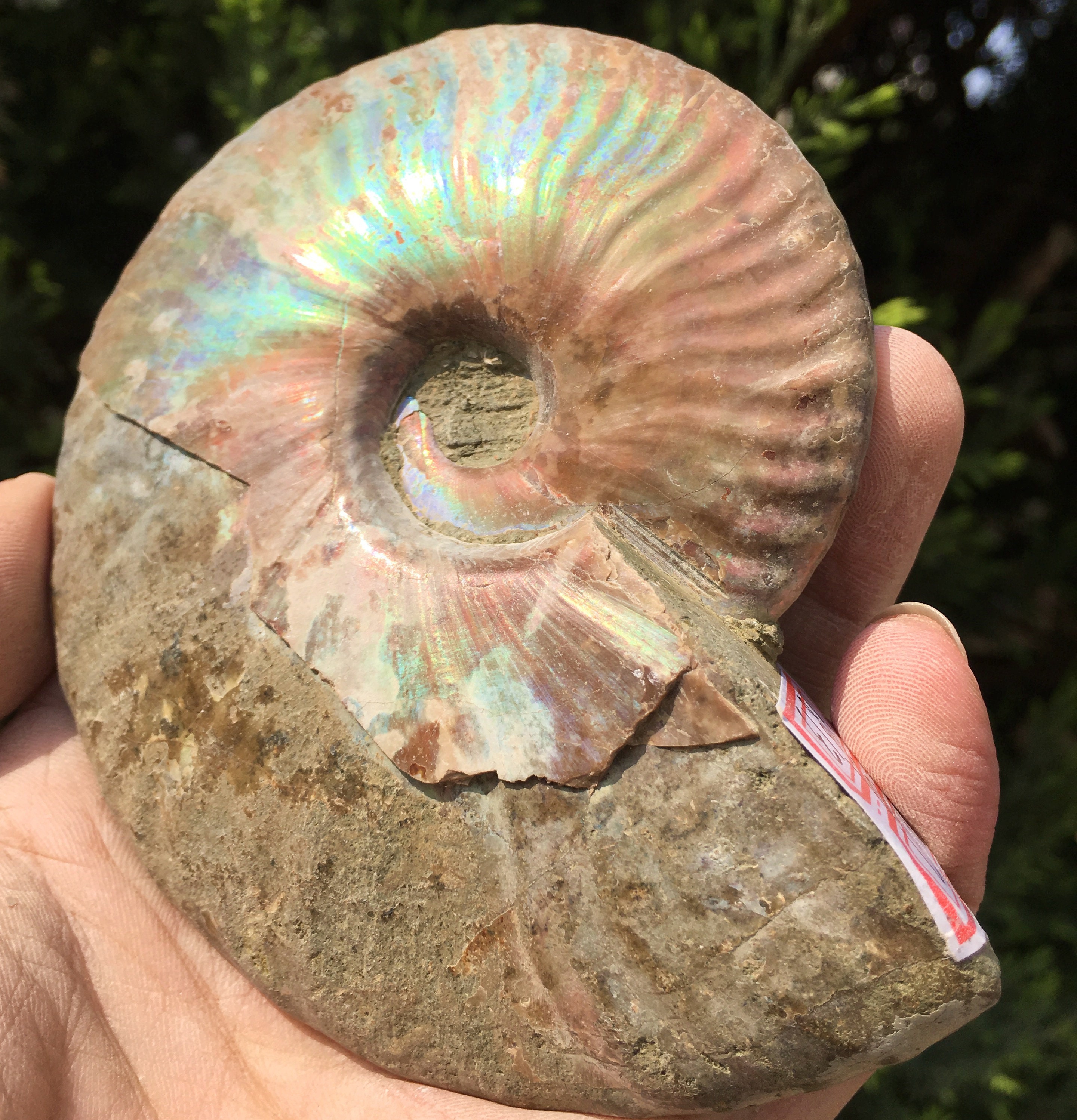 Iridescent Ammonite Ammolite Facet Specimen Spotted Snail Fossil