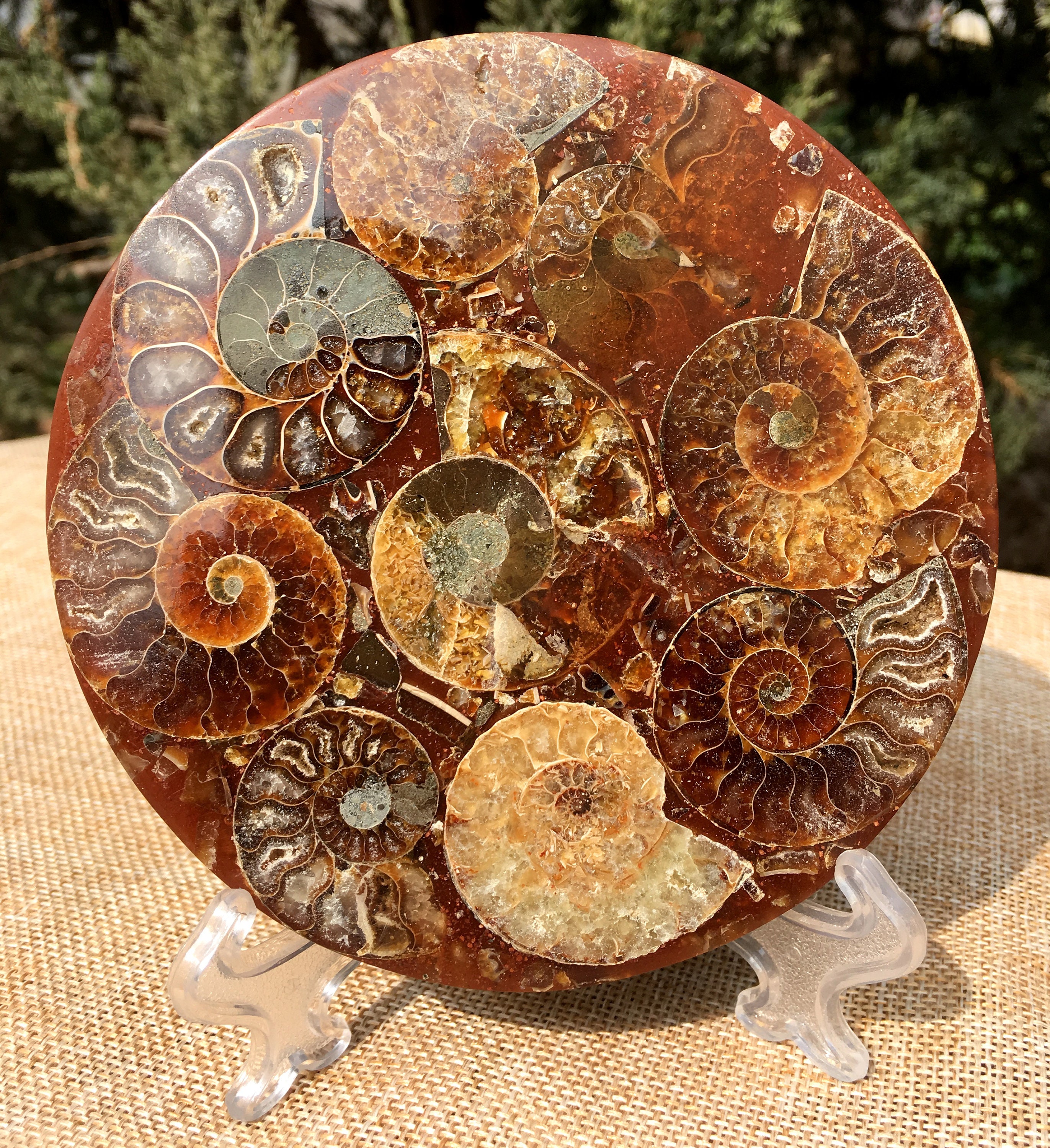 Ammonite Shell Jurassic Fossil Disk Half Cut/From Madagascar/110 Million Year Old Fossil Dinosaur /Feng Shui/Fossils/Healing Crystals