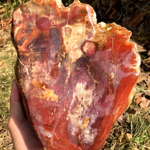 large Petrified Wood Stone/petrified wood Free shape/mineral specimen/fossilized wood/healing crystals and stones- 3607g #ZH87
