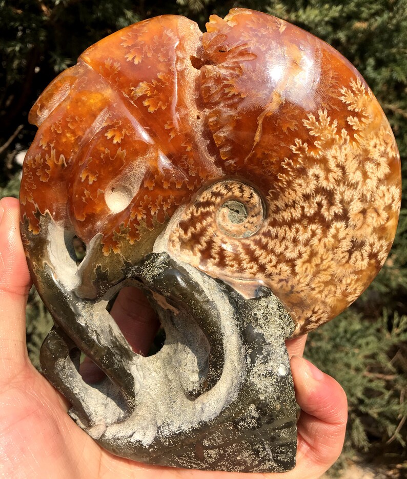 Fine polishing Ammonite Can stand upWhole Ammonite FossilAuthentic Ammonite FossilPrehistoric FossilNautilus ShellHealing fossilgift