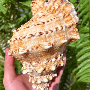 Natural Large Sea Snail Decoration/Big Seashell Decor/Sea shell/Snail Shell/Ancient Fossil/Ocean Decor/Beach Gift/Beach Decor