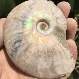 Large Iridescent Ammonite Fossil/pristine ammonite/original ammonite/natural ammonite/fossils/healing crystals/reiki healing/Madagascar