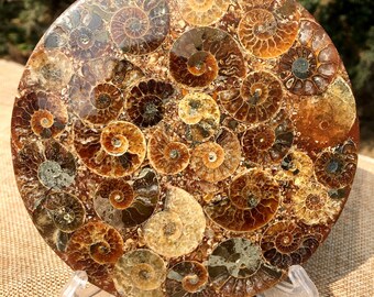 アンモナイト化石ディスク – ジュラ紀の貝殻、マダガスカル、200g