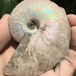 Large Iridescent Ammonite Fossil/pristine ammonite/original ammonite/natural ammonite/fossils/healing crystals/reiki healing/Madagascar