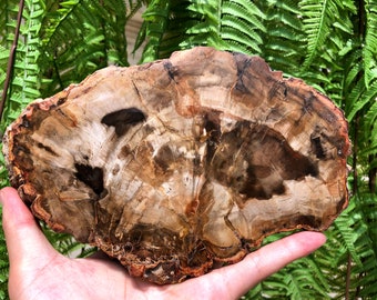 May include: A large, fossilized tree slice with a brown, white, and black color pattern. The slice is about 10 inches in diameter and has a smooth, polished surface.