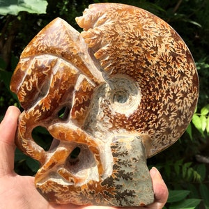 Fine polishing Ammonite Can stand up/Whole Ammonite Fossil/Authentic Ammonite Fossil/Prehistoric Fossil/Nautilus Shell/Healing fossil/gift