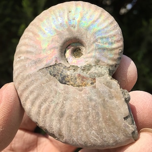 Large Iridescent Ammonite Fossil/pristine ammonite/original ammonite/natural ammonite/fossils/healing crystals/reiki healing/Madagascar