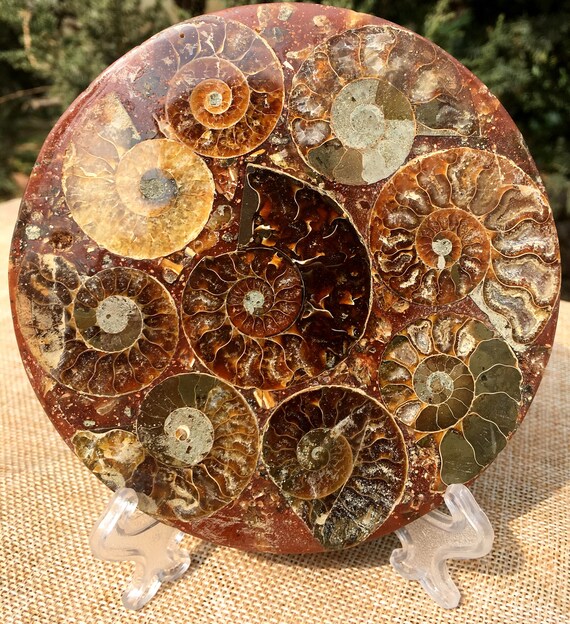 アンモナイトの殻 ジュラ紀の化石ディスク ハーフカット