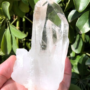 Peut inclure: Un grand cristal de quartz clair avec une pointe pointue et une base naturelle rugueuse. Le cristal est tenu dans une main, et l'arrière-plan est une image floue de feuillage vert.
