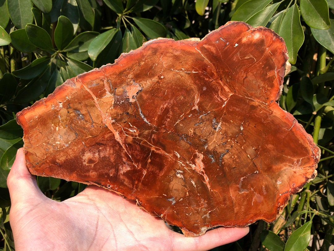 Large Petrified Wood Stone/petrified Wood Slice/wood Fossil Slab/mineral Specimen/fossilized