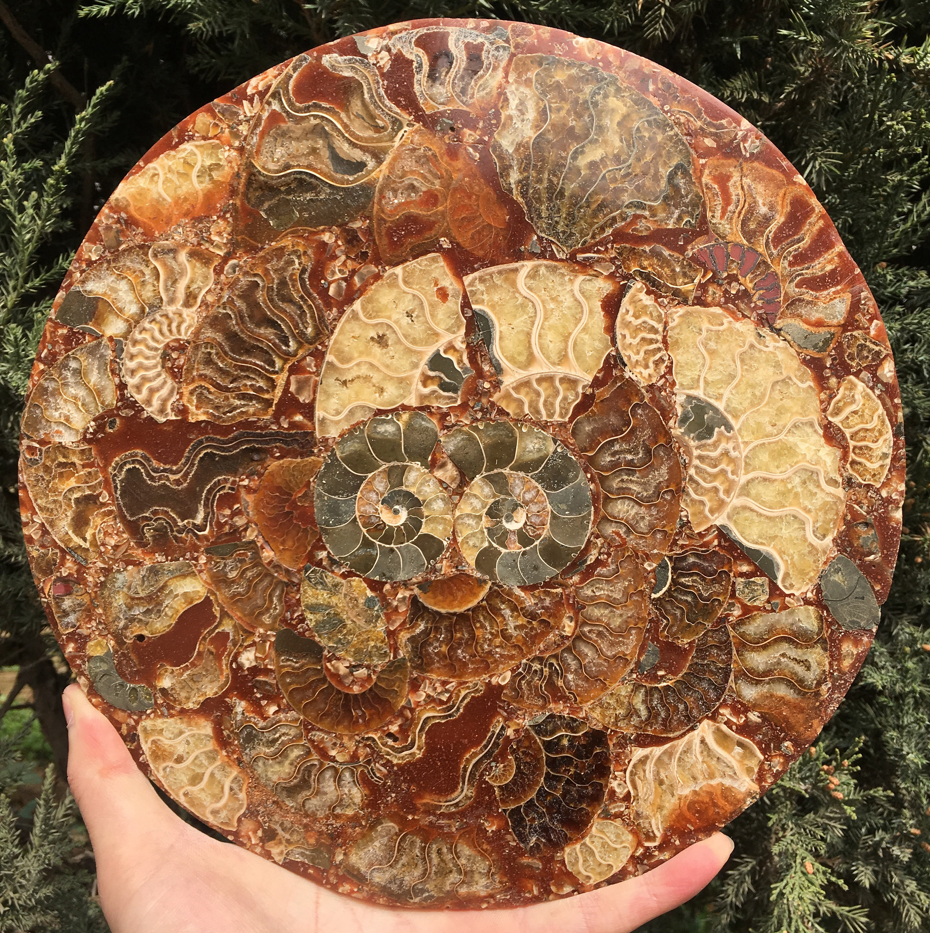 Ammonite Shell Jurassic Fossil Disk Half Cut/From Madagascar/110 Million Year Old Fossil Dinosaur /Feng Shui/Fossils/Healing Crystals