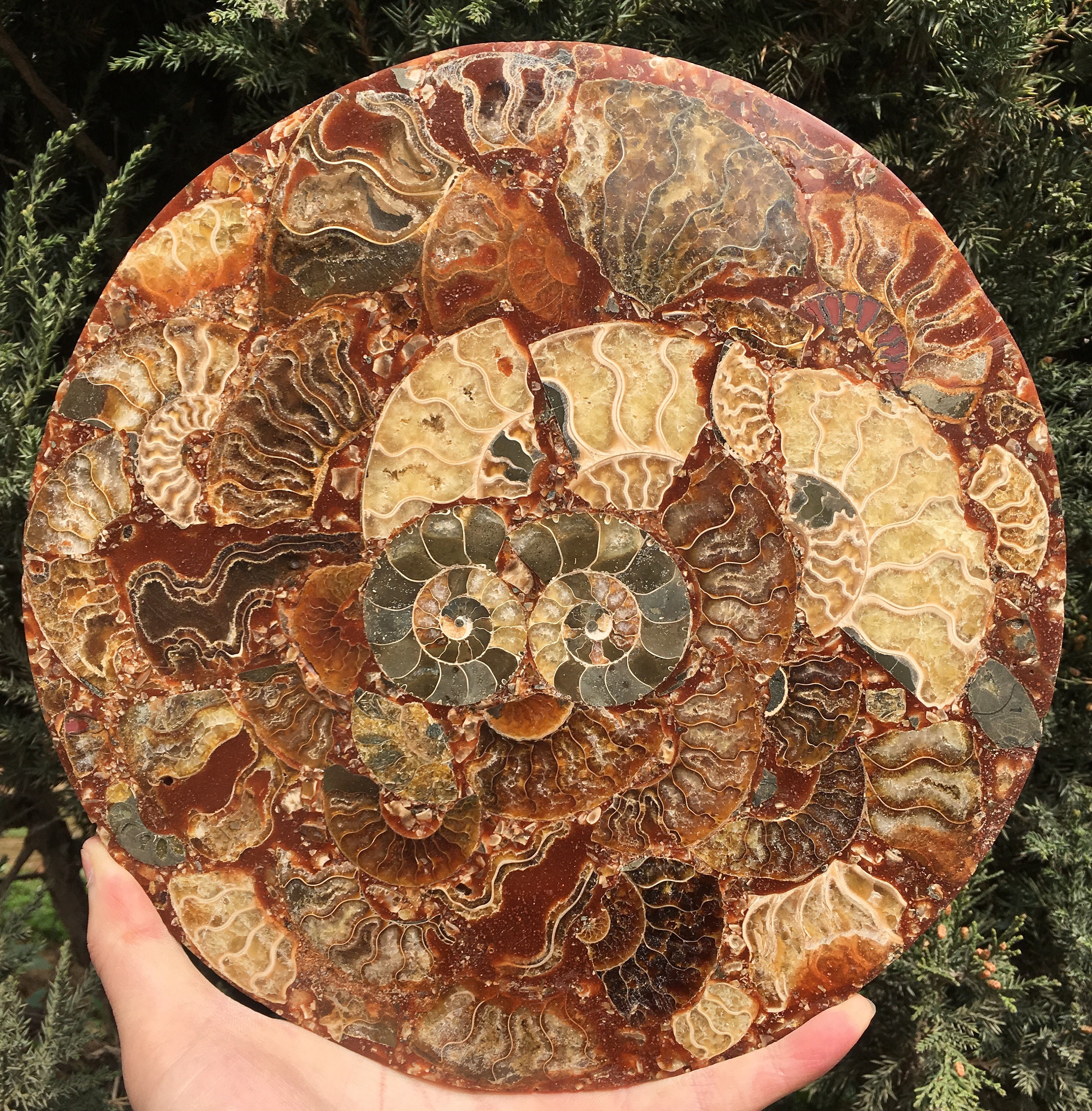 アンモナイトの殻 ジュラ紀の化石ディスク ハーフカット