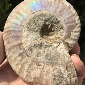 Large Iridescent Ammonite Fossil/pristine ammonite/original ammonite/natural ammonite/fossils/healing crystals/reiki healing/Madagascar