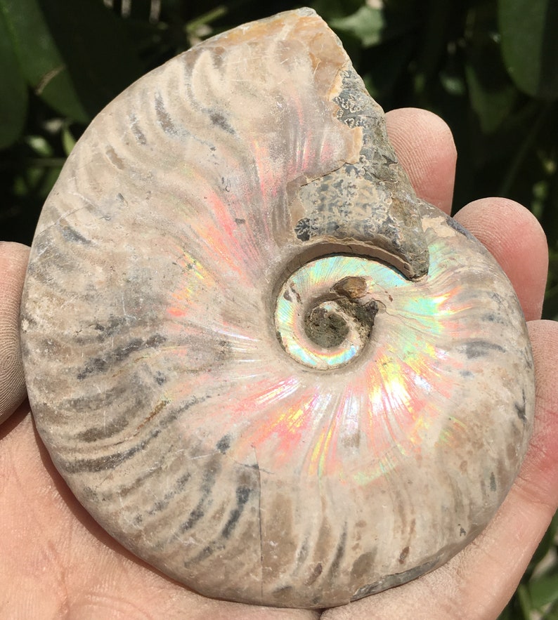 Large Iridescent Ammonite Fossilpristine ammoniteoriginal ammonitenatural ammonitefossilshealing crystalsreiki healingMadagascar