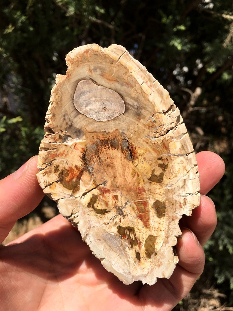 Large Petrified Wood Stone/petrified Wood Slice/wood Fossil Etsy