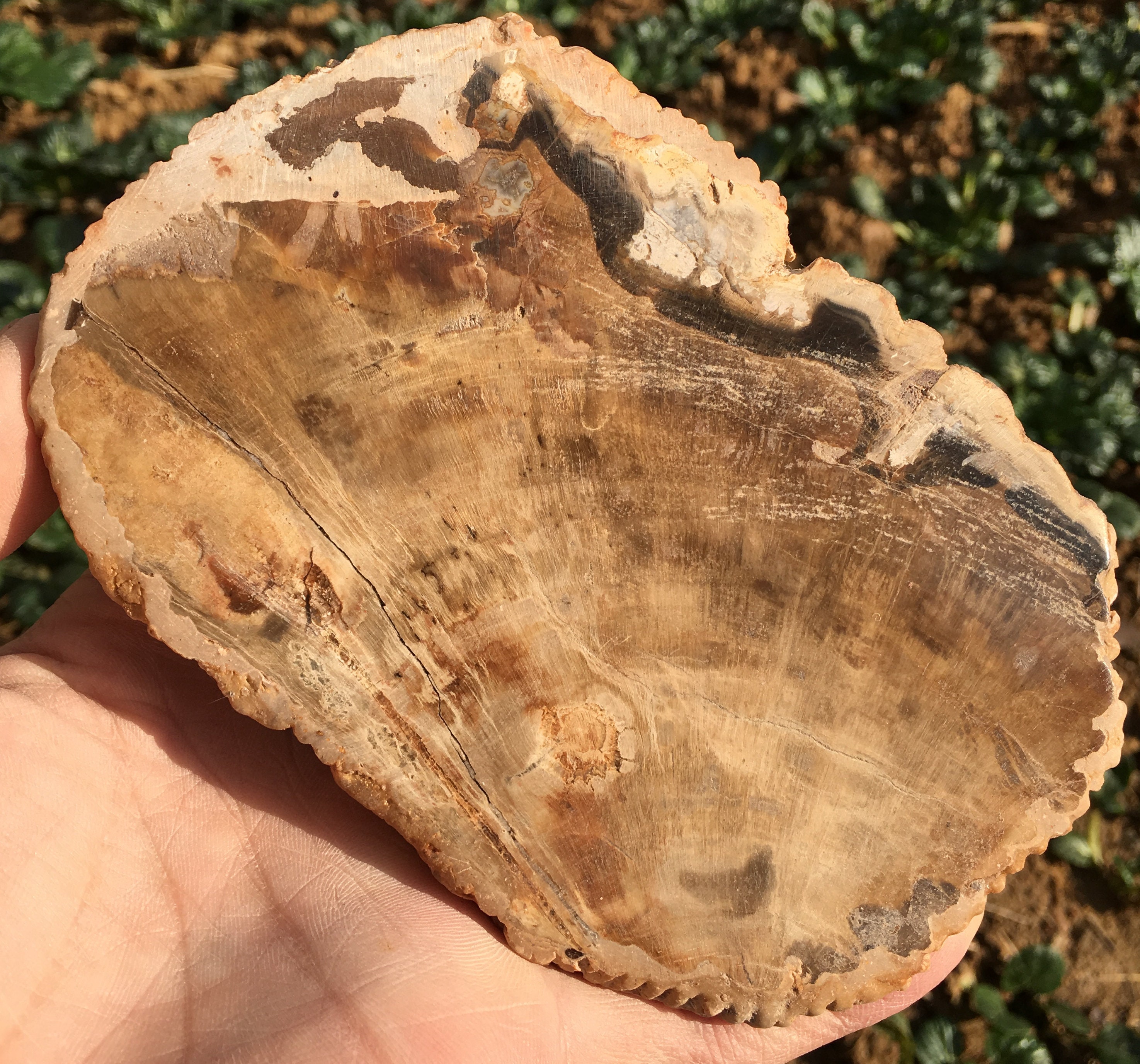 Large Petrified Wood Stone/petrified wood slice/Wood fossil Etsy