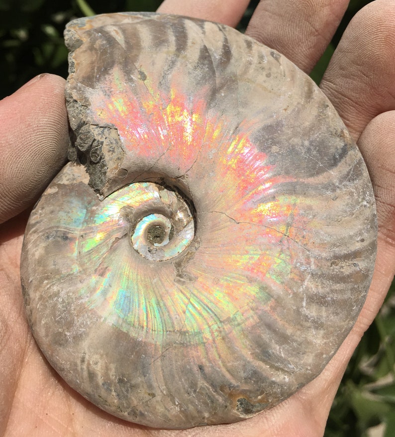Large Iridescent Ammonite Fossilpristine ammoniteoriginal ammonitenatural ammonitefossilshealing crystalsreiki healingMadagascar