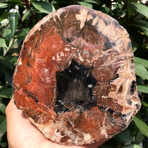 large Petrified Wood Stone/petrified wood slice/Wood fossil slab/mineral specimen/fossilized wood/healing crystals and stones/Energy stone