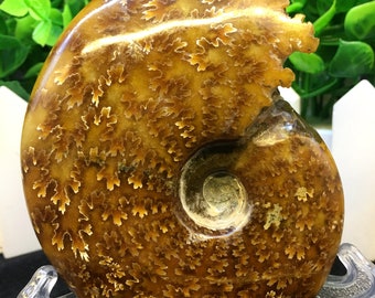 細かく研磨されたアンモナイト / アンモナイト化石 / 本物の