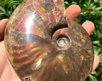 Large Iridescent Rainbow ammonite /Fire Opal Ammonite/natural ammonite/fossils/healing crystals/reiki healing/Madagascar/ 327g