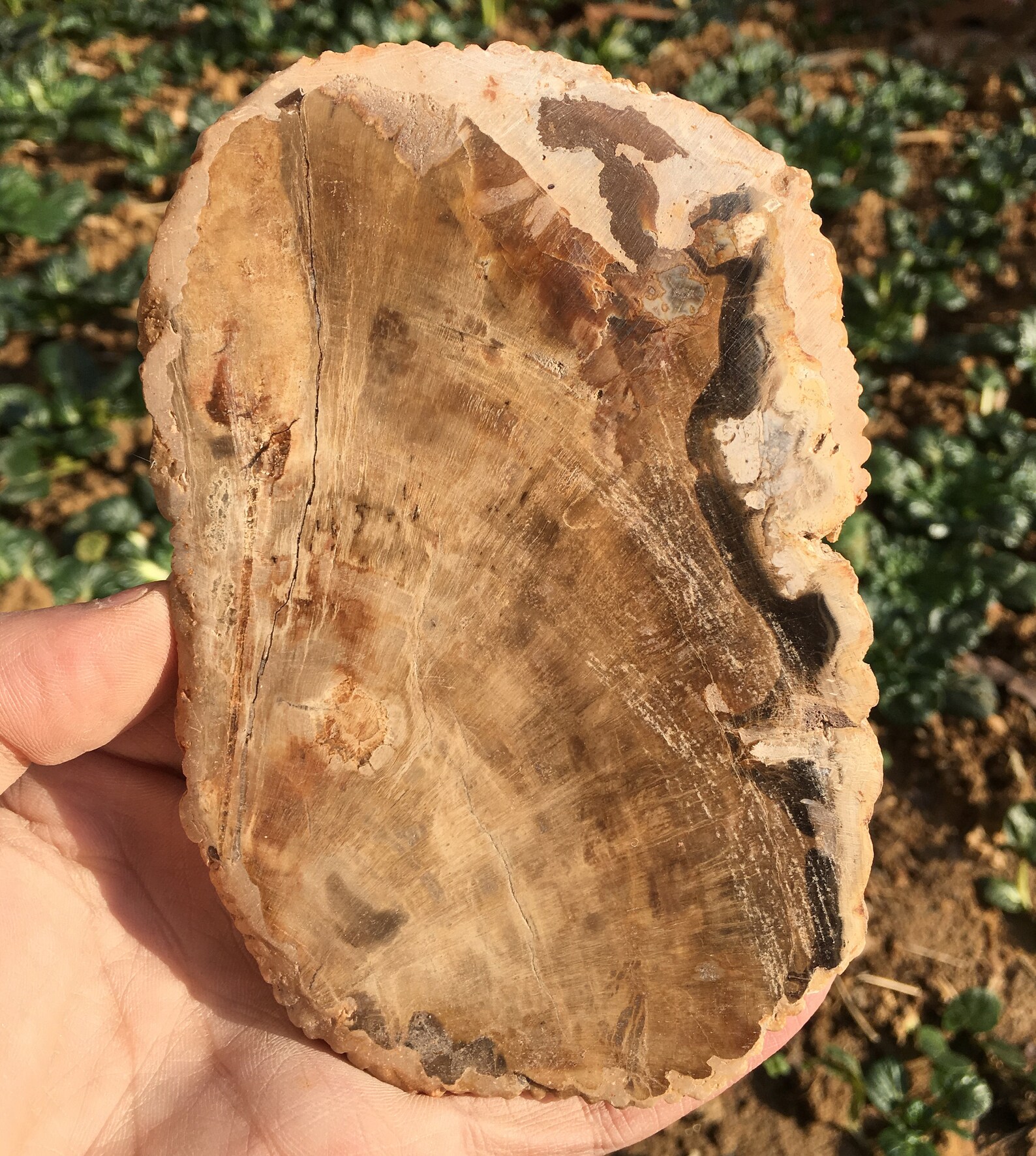 Large Petrified Wood Stone/petrified wood slice/Wood fossil Etsy