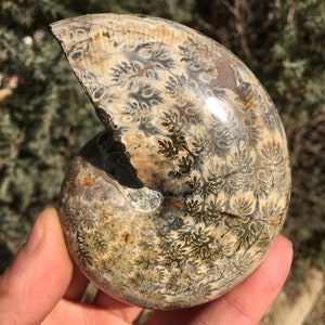 Grande ammonite/poli ammonite/natural ammonites fossiles guérison/cristaux/reiki de guérison/Madagascar 373g #BL12